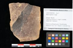 Foto (Objekt + Etikett) von Myrica lignitum Unger (NHMW-GEO-2024-0188-0550)
